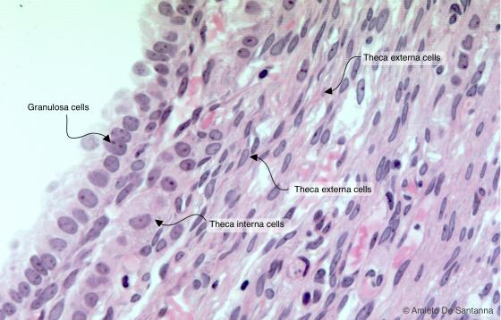 Figure E194. Human ovary at high magnification