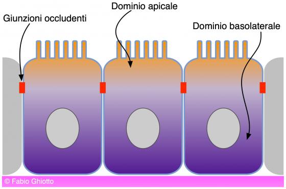 Figura E2. Disegno schematico dei domini apicale e basolaterale