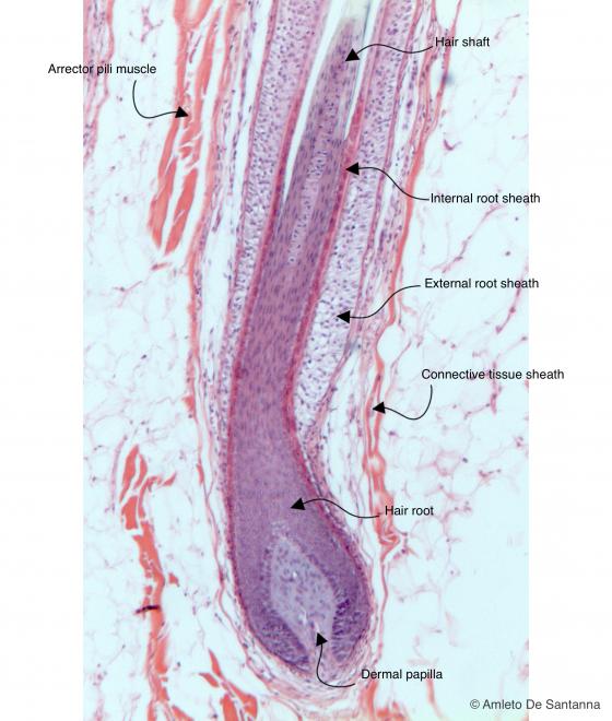 Figure E212. Human scalp