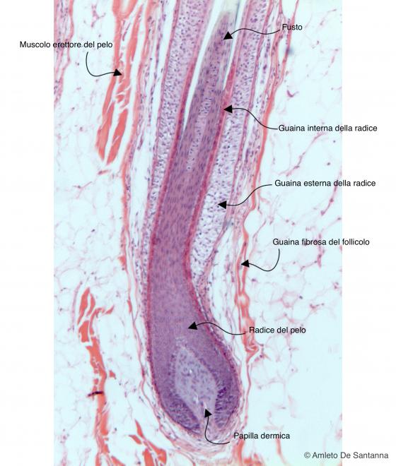 Figura E212. Cuoio capelluto umano