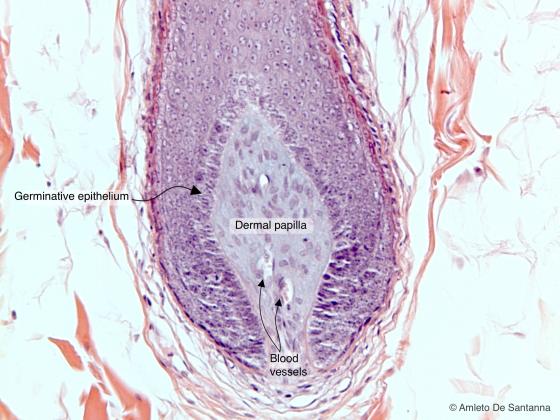 Figure E213. Bulb of a human hair follicle