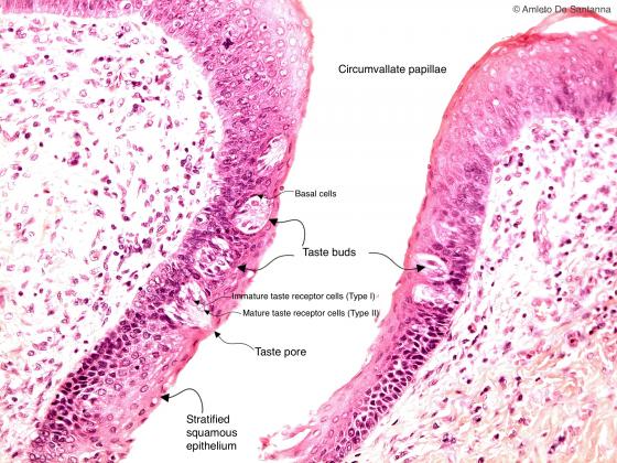 Figure E216. Human tongue at higher magnification