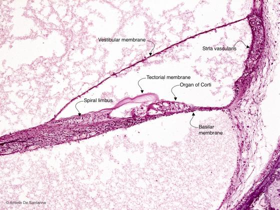 Figure E217. Human fetal inner ear