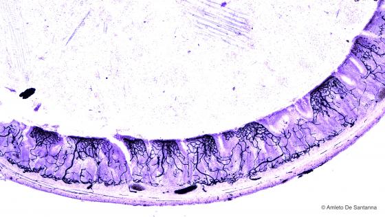 Figura E29. Intestino di ratto