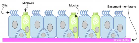 Figure E38. Schematic drawing of the pseudostratified epithelium