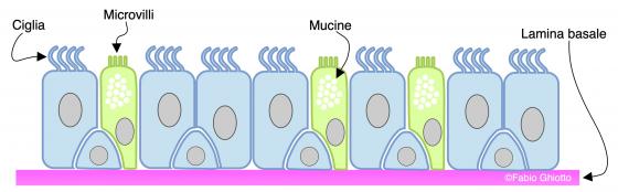 Figura E38. Disegno schematico dell’organizzazione dell’epitelio cilindrico pseudostratificato ciliato