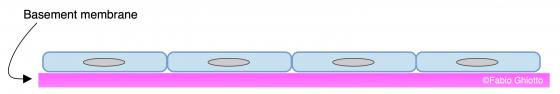 Figure E4. Schematic drawing of the simple squamous epithelium.