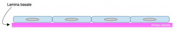 Figura E4. Disegno schematico dell’organizzazione dell’epitelio pavimentoso semplice