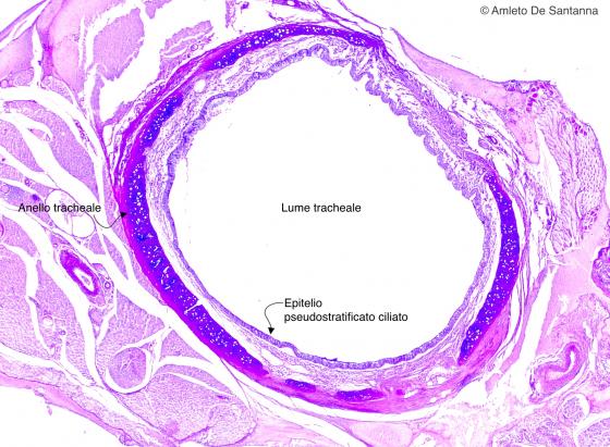 Figura E43. Trachea di topo