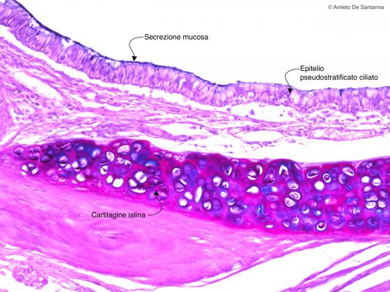 Figura E44. Trachea di topo