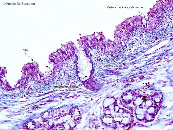 Figura E45. Trachea umana