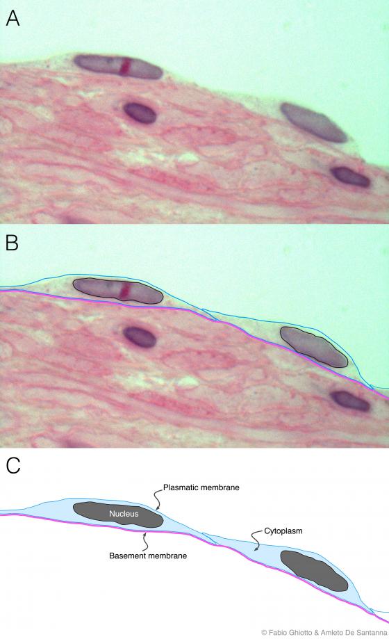 Figure E5. Digitally annotated micrograph of simple squamous epithelium