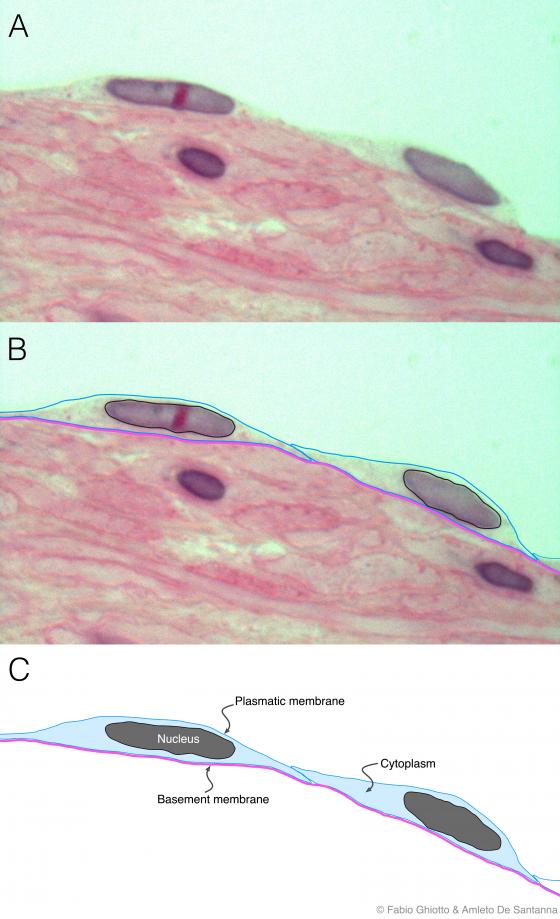 Figure E5. Digitally annotated micrograph of simple squamous epithelium