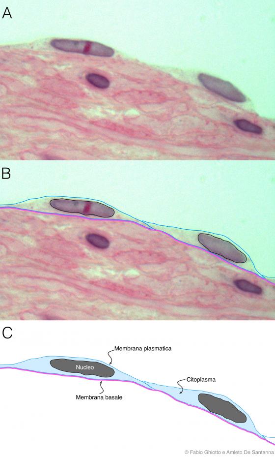 Figura E5. Micrografia di epitelio pavimetoso semplice annotata digitalmente