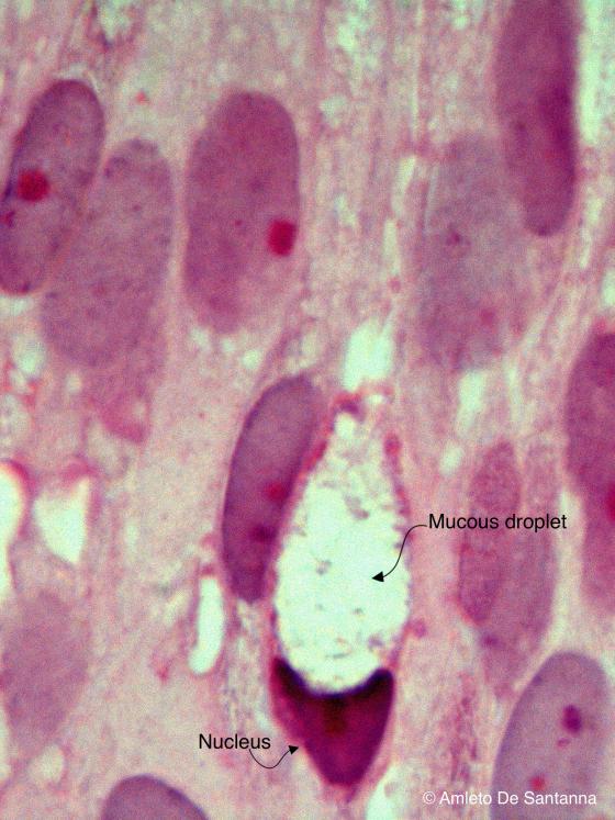 Figure E50. Human fetal nasal cavities