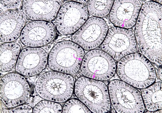 Figura E52. Epididimo di topo