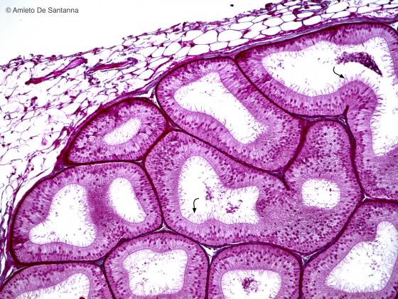 Figura E53. Epididimo di coniglio