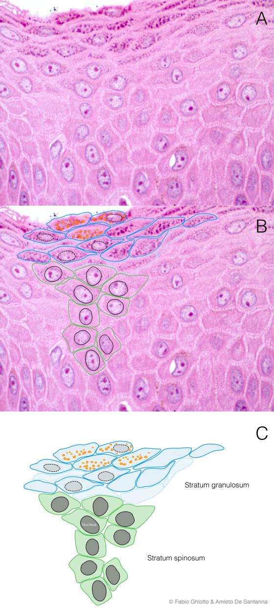 Figure E60. Digitally annotated micrograph of the non-keratinized stratified squamous epithelium