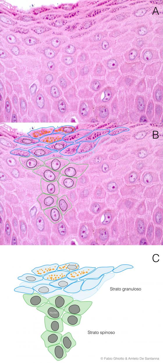 Figura E60. Micrografia di epitelio pavimentoso stratificato non cheratinizzato annotata digitalmente