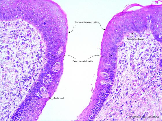 Figure E64. Human fetal tongue