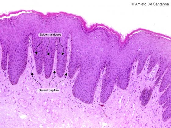 Figure E69. Human anus