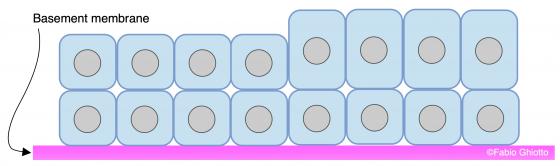 Figure E85. Schematic drawing of the stratified cuboidal epithelium