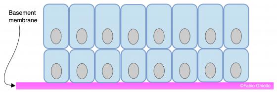 Figure E89. Schematic drawing of the stratified columnar epithelium