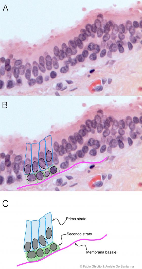 Figura E90. Micrografia di epitelio cilindrico o batiprismatico pluristratificato annotata digitalmente