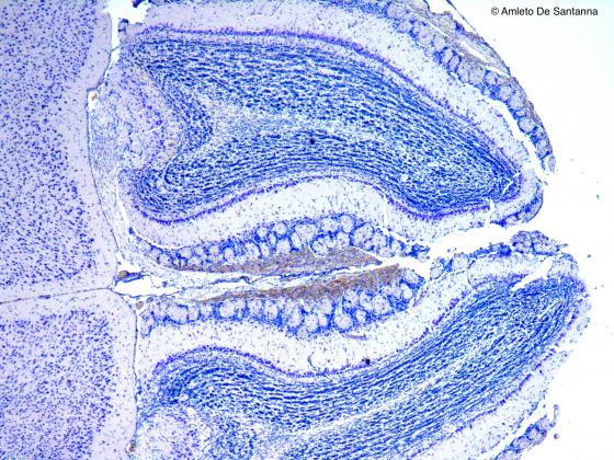 Figura S21 Encefalo di topo