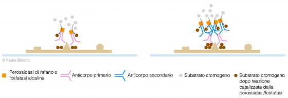 Figura S31 Esempio schematico di reazione immunoistochimica