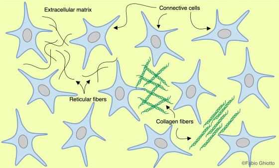 Figure C1. Schematic drawing showing the organization of the connective tissue