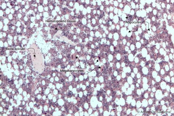Figure C108A. Human red bone marrow