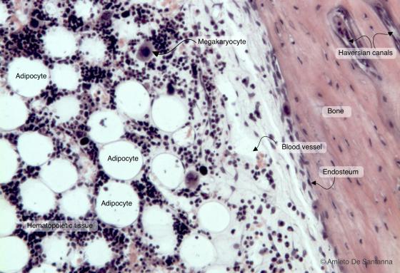 Figure C110A. Human bone marrow in situ at higher magnification