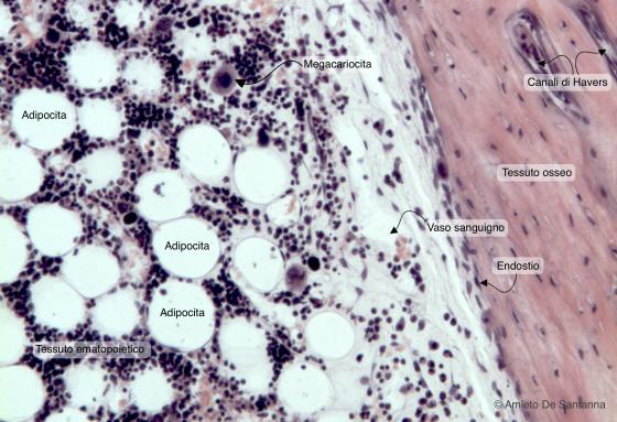 Figura C110A. Midollo osseo umano in situ a più forte ingrandimento