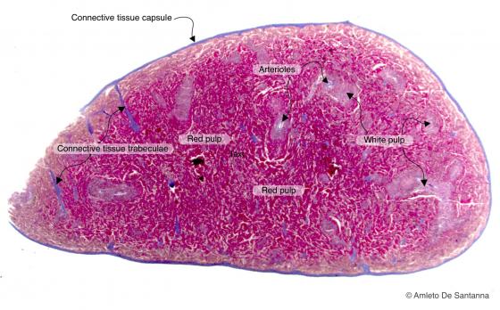 Figure C120A. Mouse spleen at low magnification