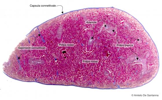 Figura C120A. Milza di topo a piccolo ingrandimento