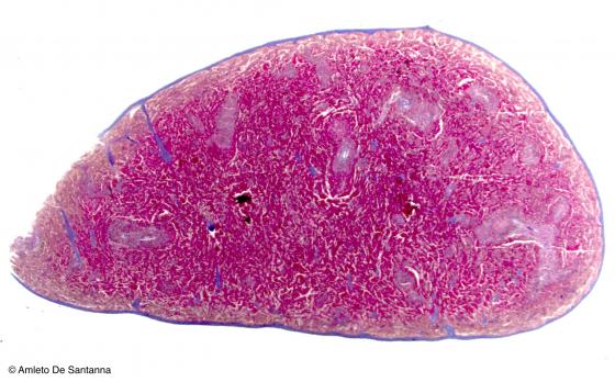 Figura C120B. Milza di topo a piccolo ingrandimento