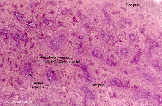 Figure C121A. Mouse spleen