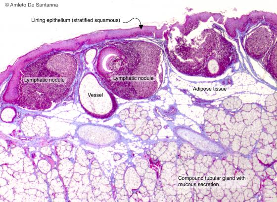 Figure C132. Human lingual tonsil