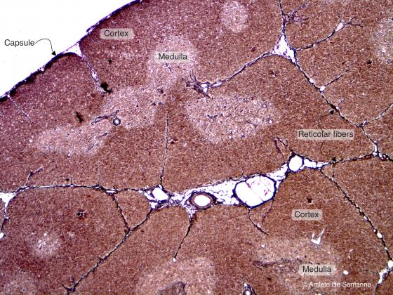 Figure C16. Mouse thymus