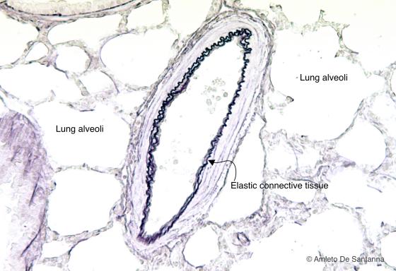 Figure C23. Rabbit lung