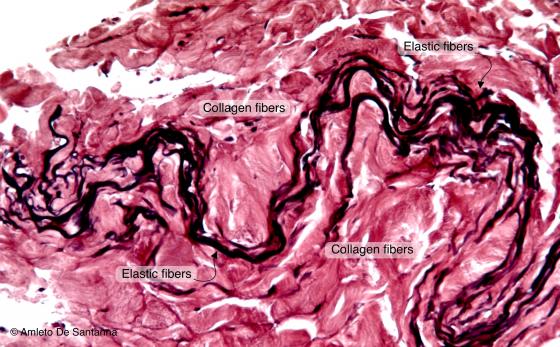 Figure C27. Human skin