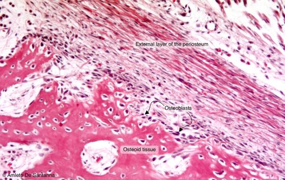 Figure C40. Foot of human embryo