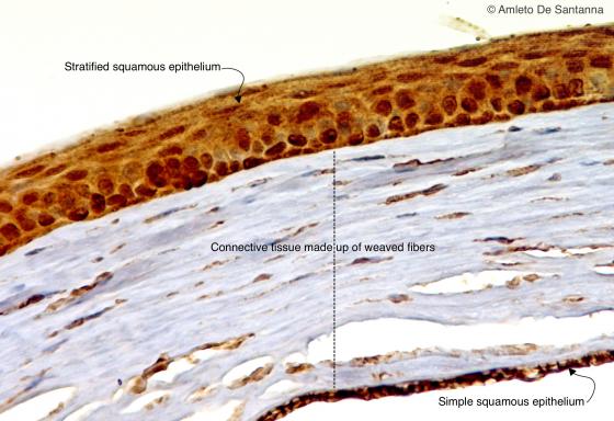 Figure C43. Mouse eye