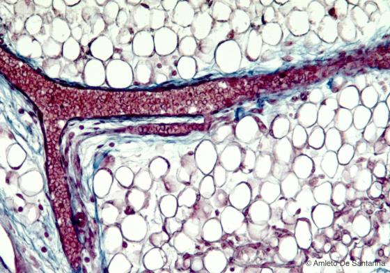 Figura C44. Mandibola di feto umano