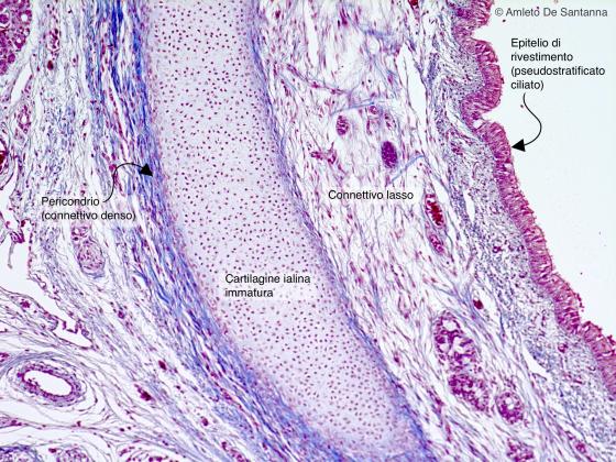 Figura C52. Trachea fetale umana