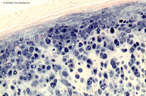 Figura C59. Trachea umana