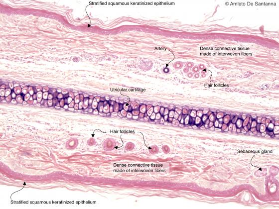 Figure C70. Mouse auricle