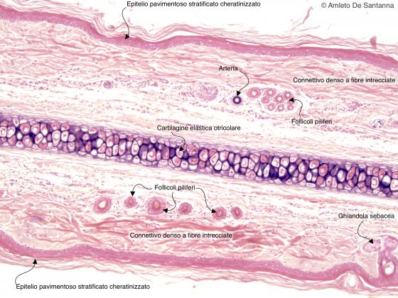 Figura C70. Padiglione auricolare di topo