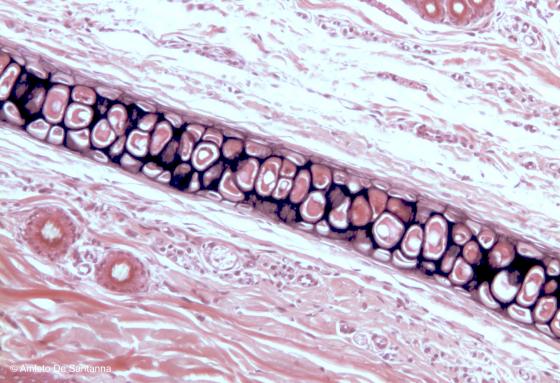 Figura C71. Padiglione auricolare di ratto a forte ingrandimento